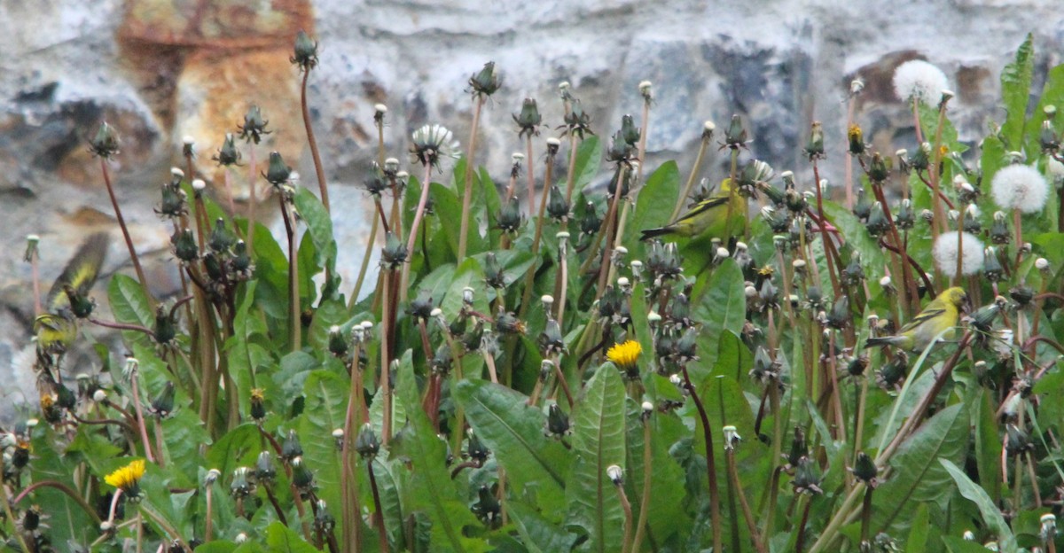 Black-chinned Siskin - ML644818219