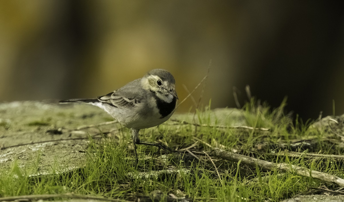 konipas bílý - ML644818239