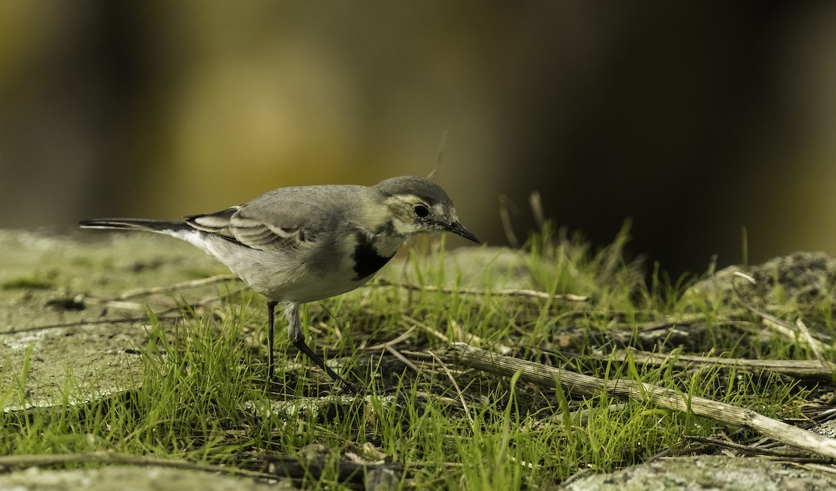 konipas bílý - ML644818240