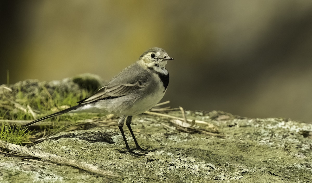 konipas bílý - ML644818241