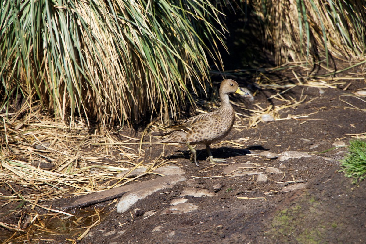 Шилохвіст жовтодзьобий (підвид georgica) - ML644818272