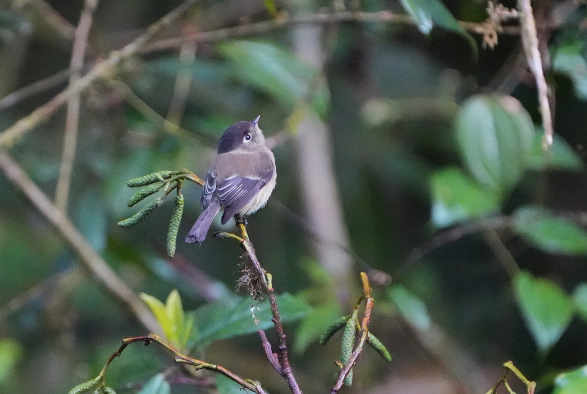 Black-capped Flycatcher - ML644818286