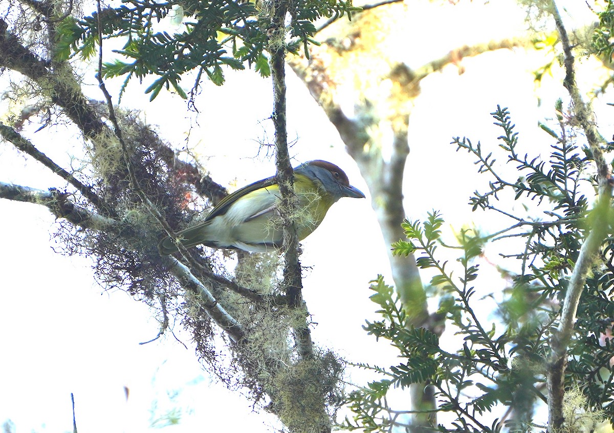 Віреон рудобровий - ML644818289