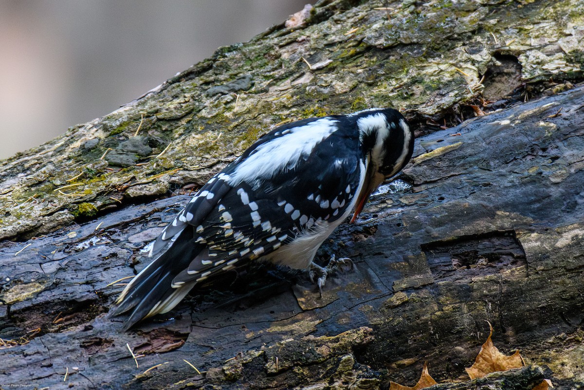 Дятел волохатий - ML644818306