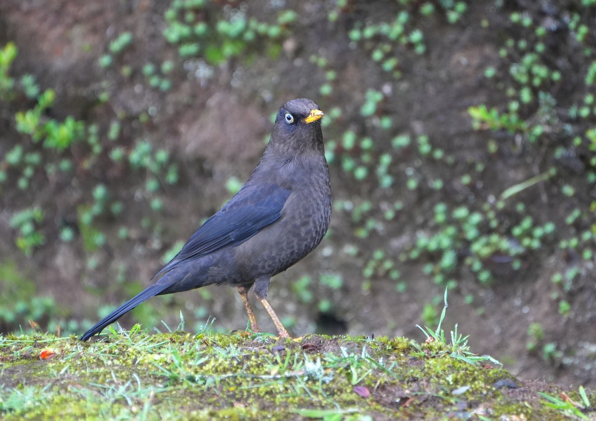 Костариканский дрозд - ML644818309