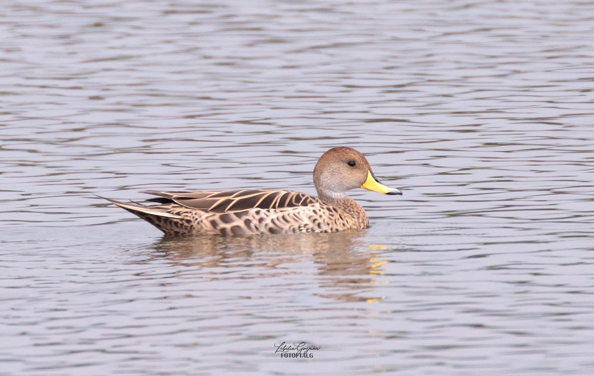 Шилохвіст жовтодзьобий - ML644818314