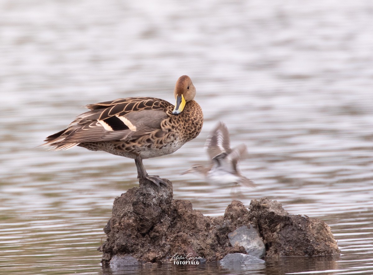 Шилохвіст жовтодзьобий - ML644818340
