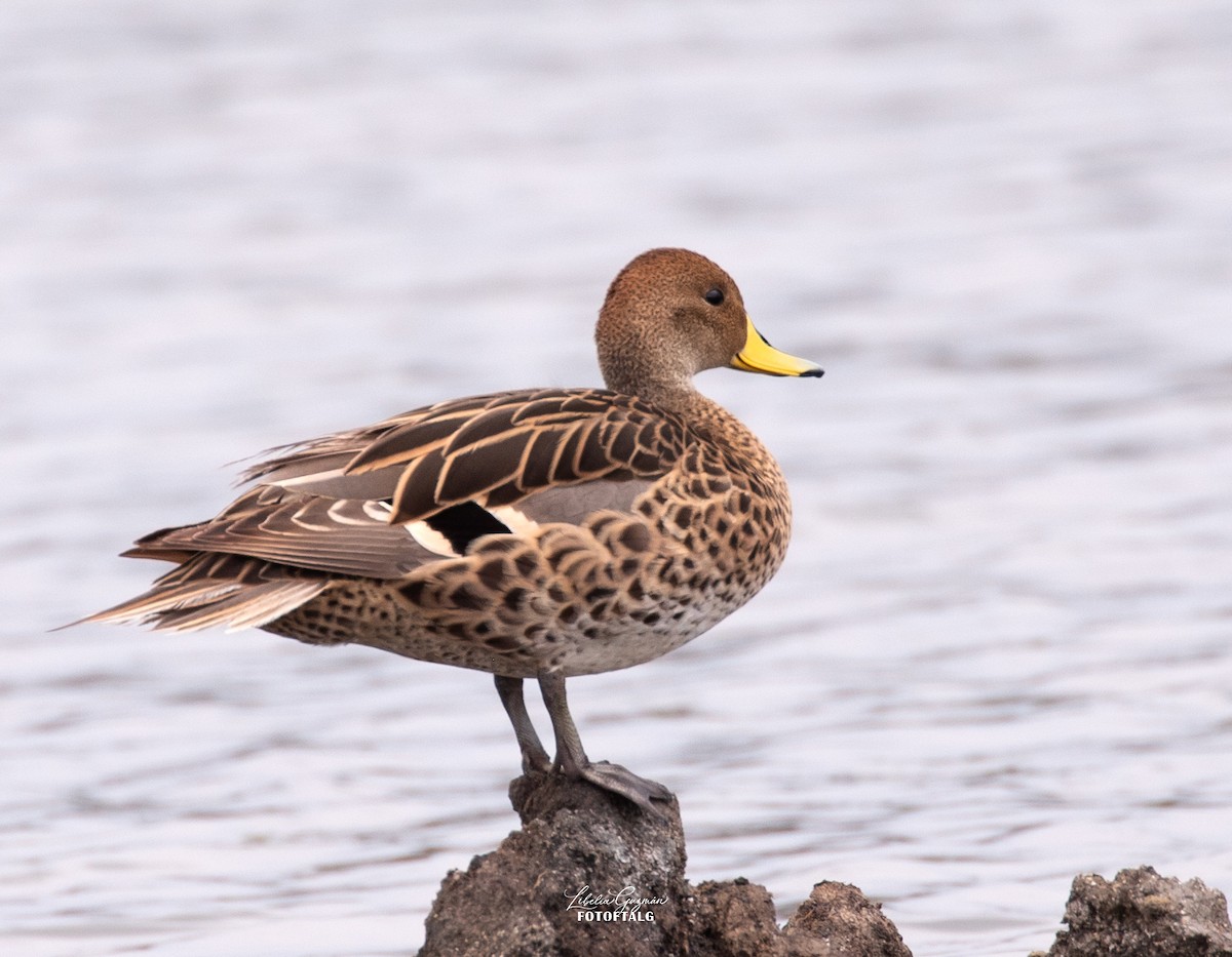 Шилохвіст жовтодзьобий - ML644818347