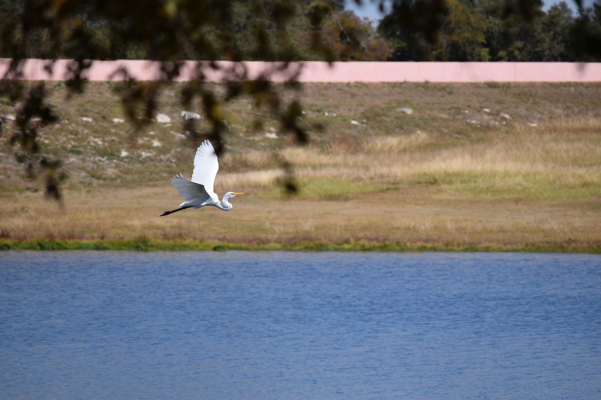 Koartza zuria - ML644818353