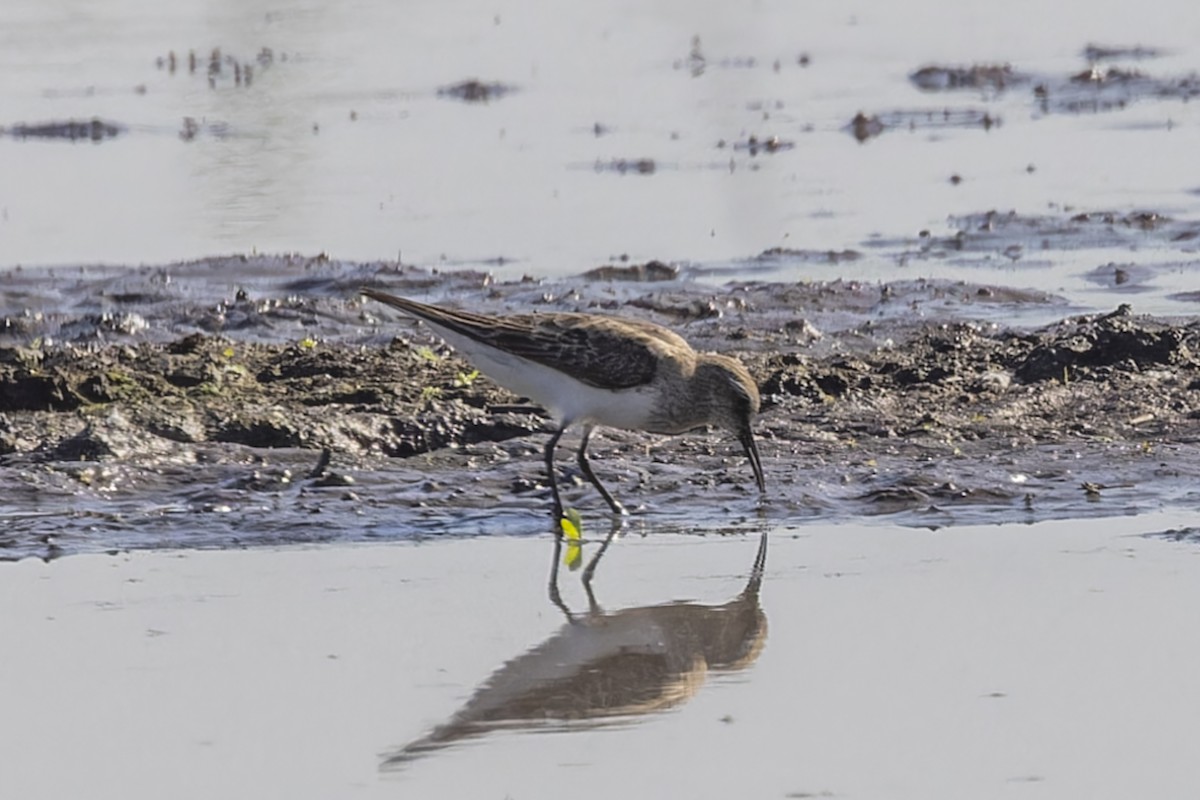 Ak Sokumlu Kumkuşu - ML644818359