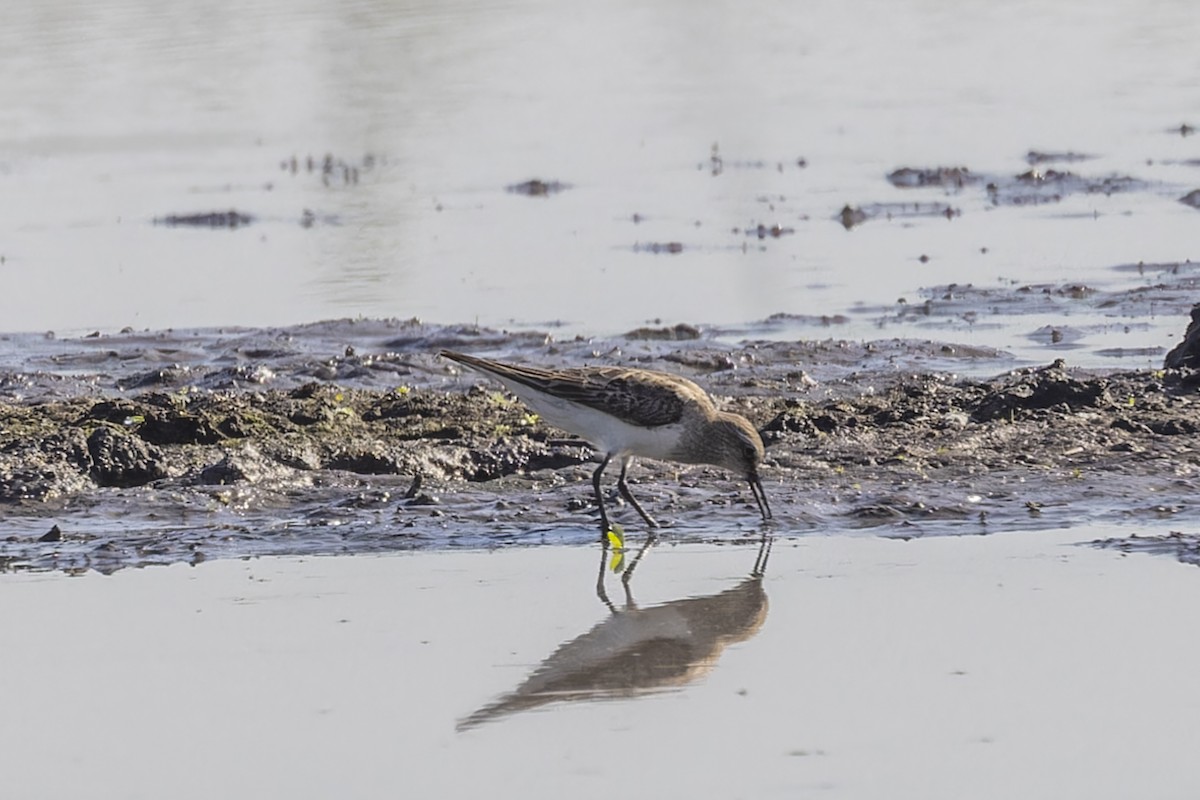 Ak Sokumlu Kumkuşu - ML644818360