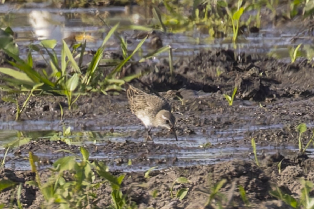 Ak Sokumlu Kumkuşu - ML644818361