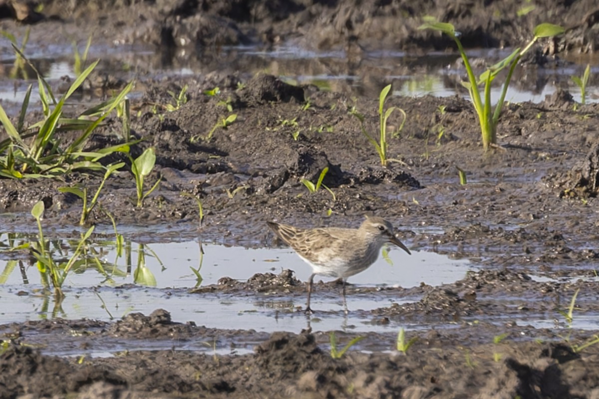 Ak Sokumlu Kumkuşu - ML644818362