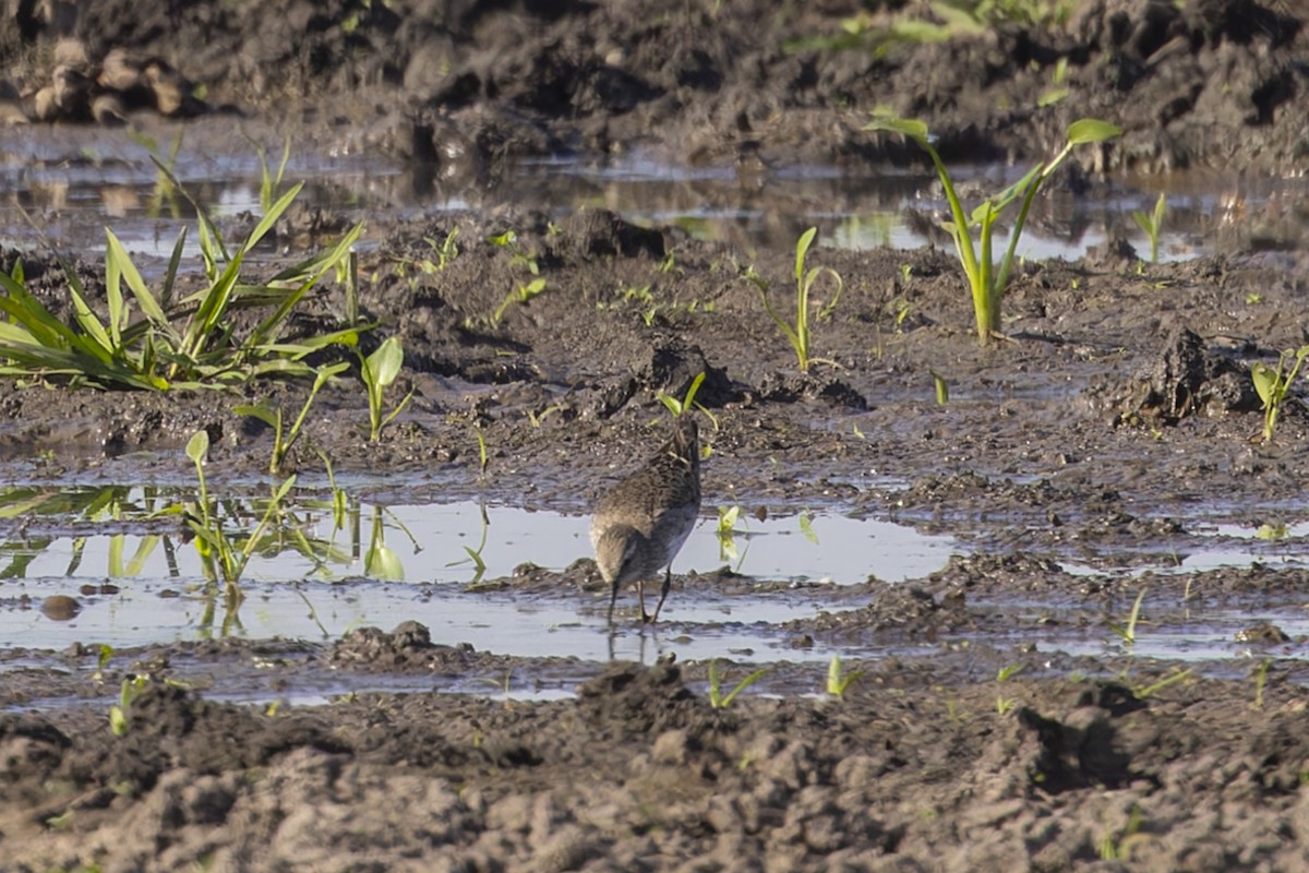 Ak Sokumlu Kumkuşu - ML644818363