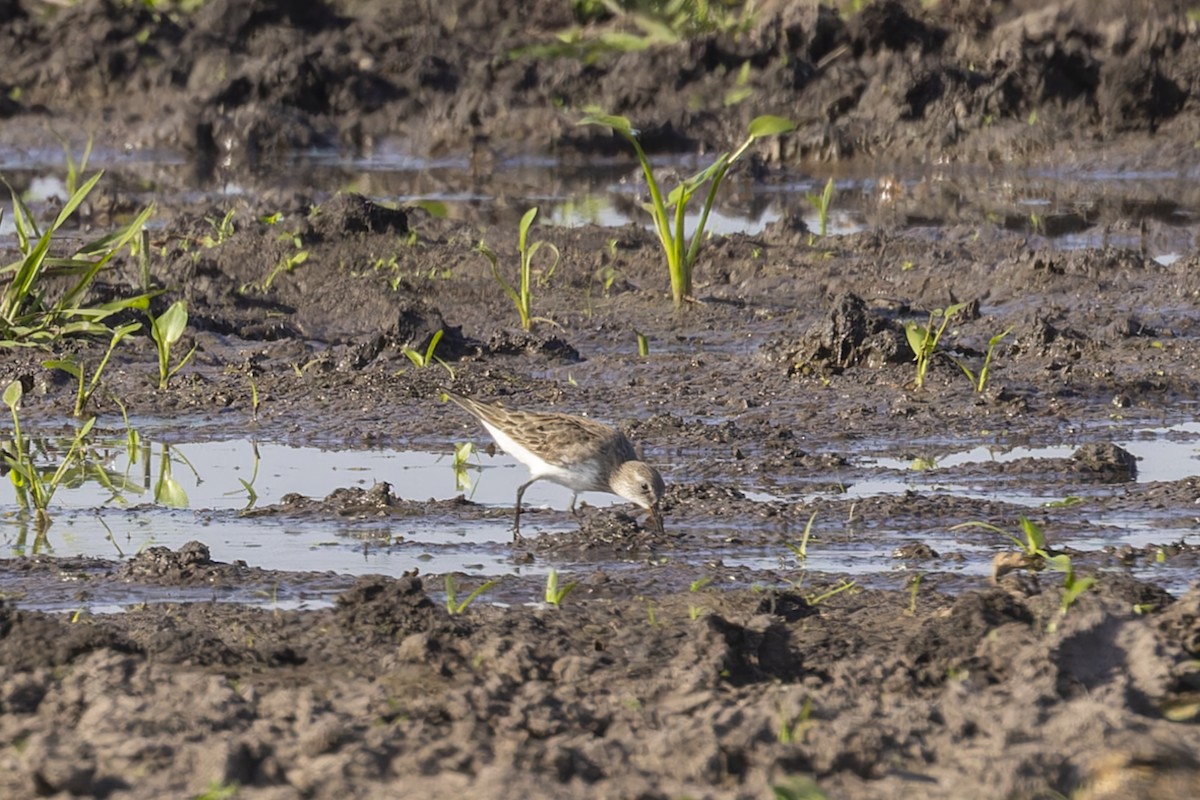 Ak Sokumlu Kumkuşu - ML644818364