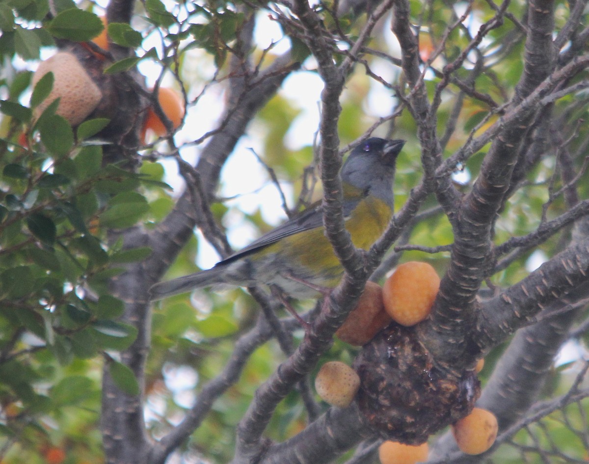 パタゴニアヤマシトド - ML644818370
