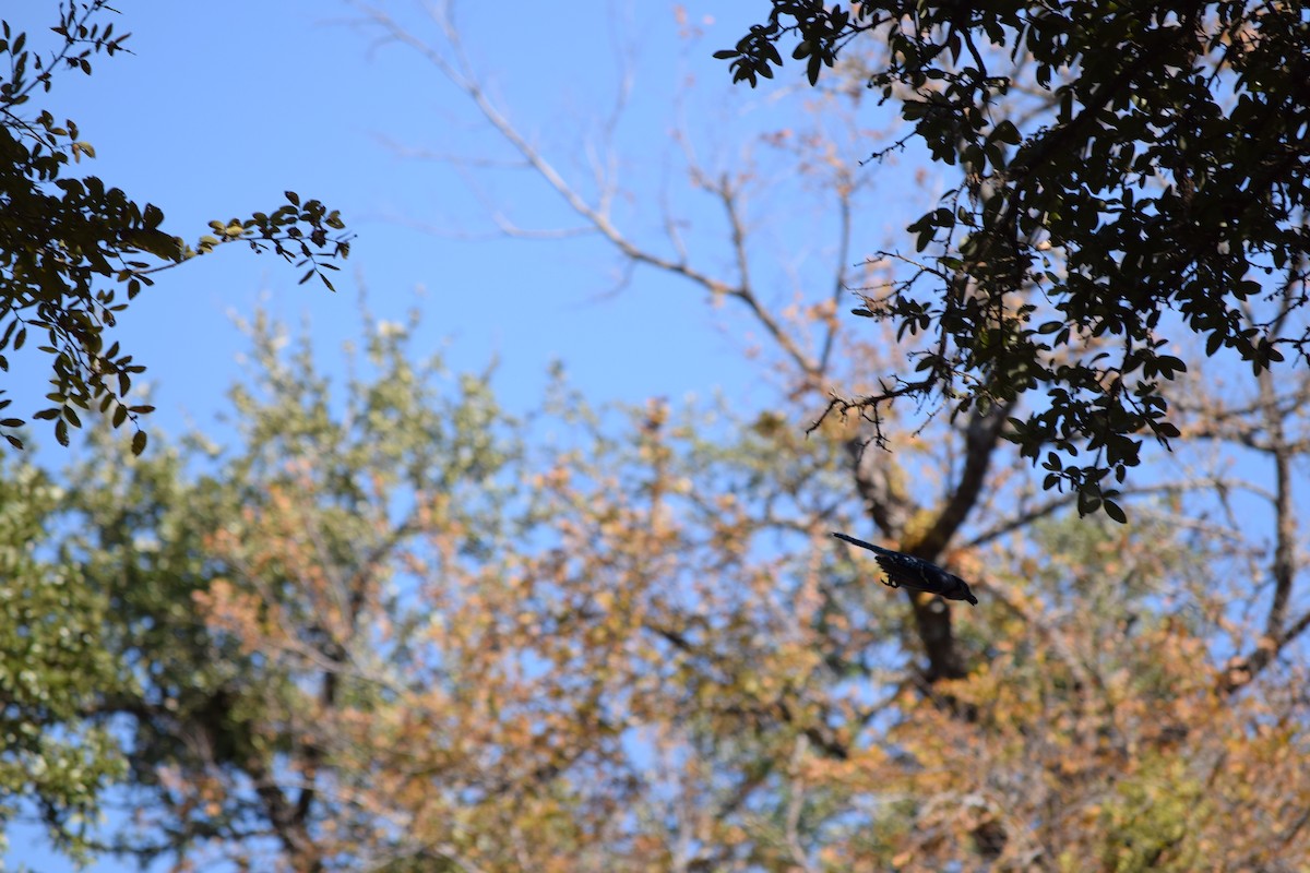 sojka chocholatá - ML644818385