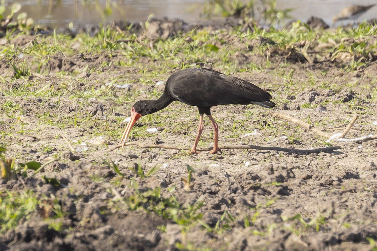 Ibis Afeitado - ML644818388