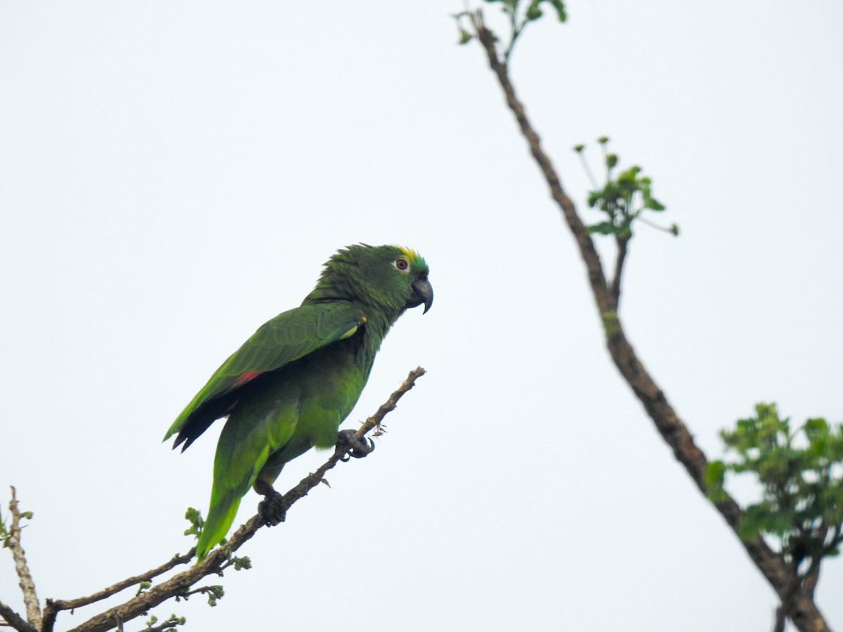 Yellow-crowned Amazon - ML644818404