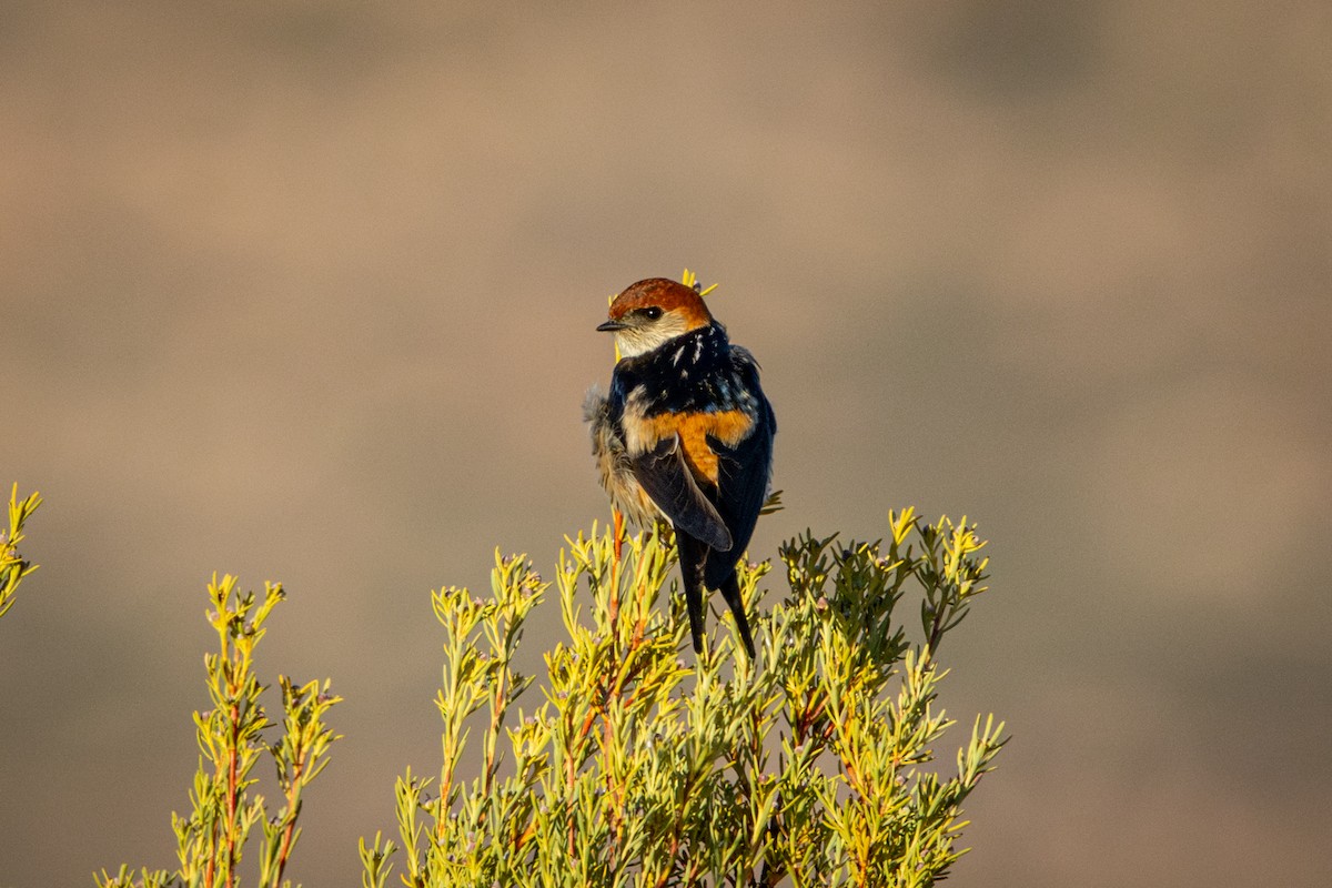 Greater Striped Swallow - ML644818409