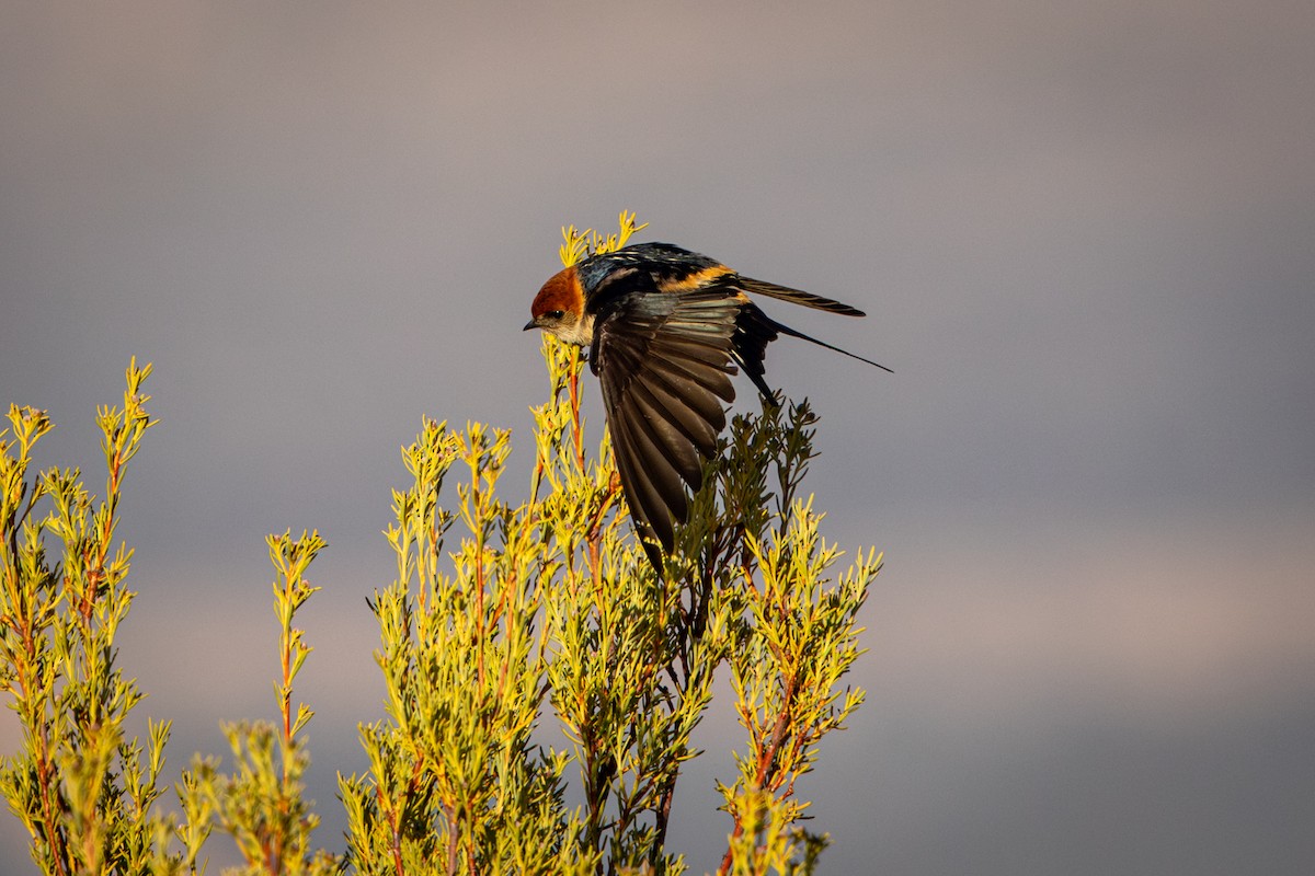 Greater Striped Swallow - ML644818410