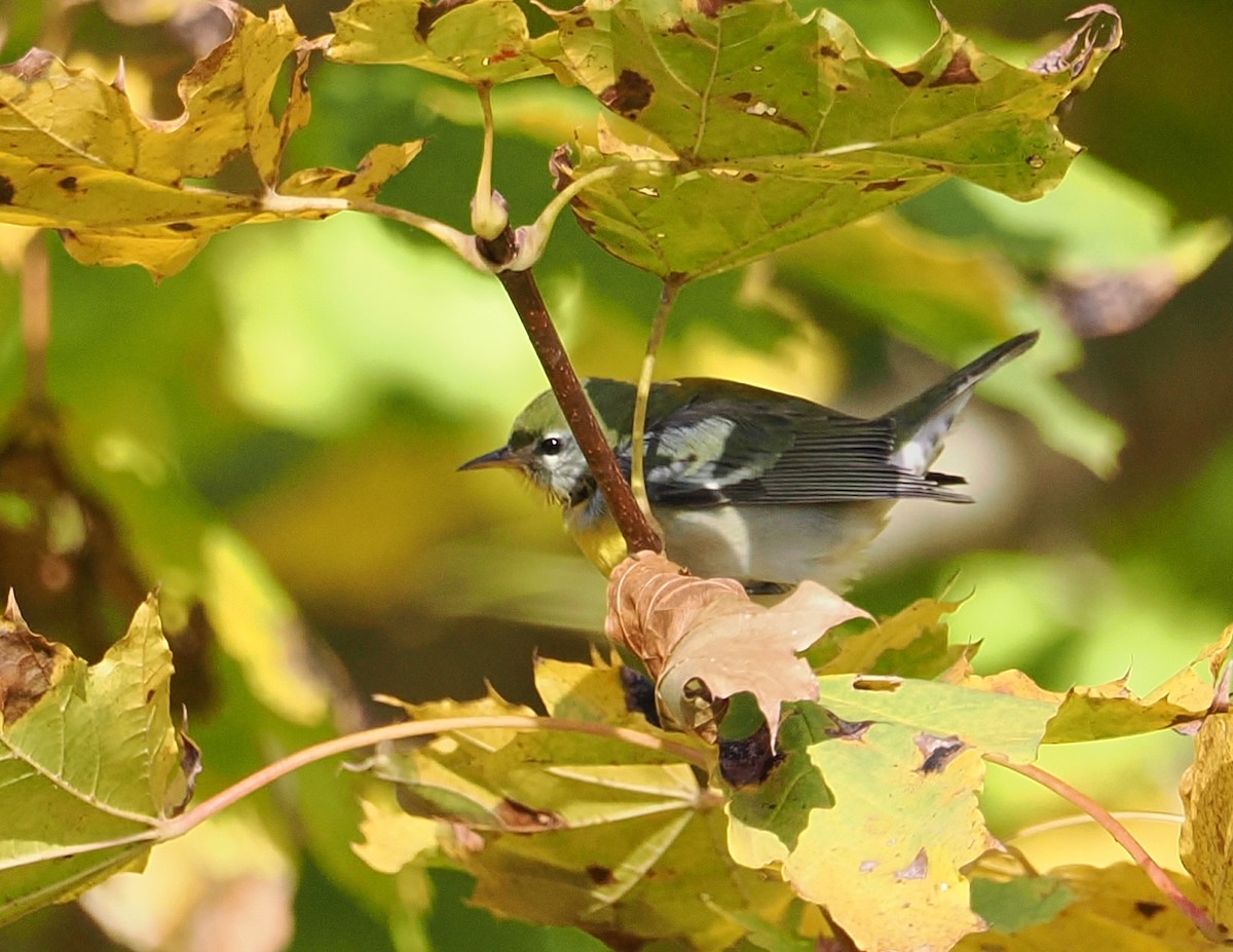 Northern Parula - ML644818411