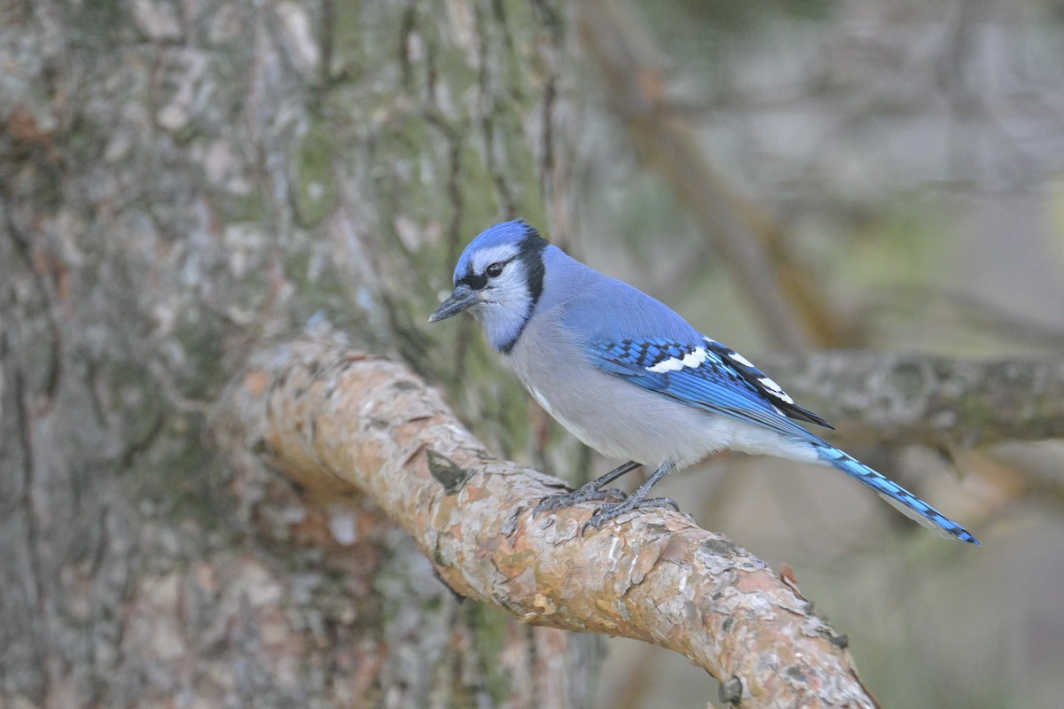 sojka chocholatá - ML644818437