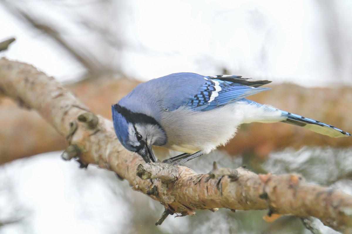 sojka chocholatá - ML644818442