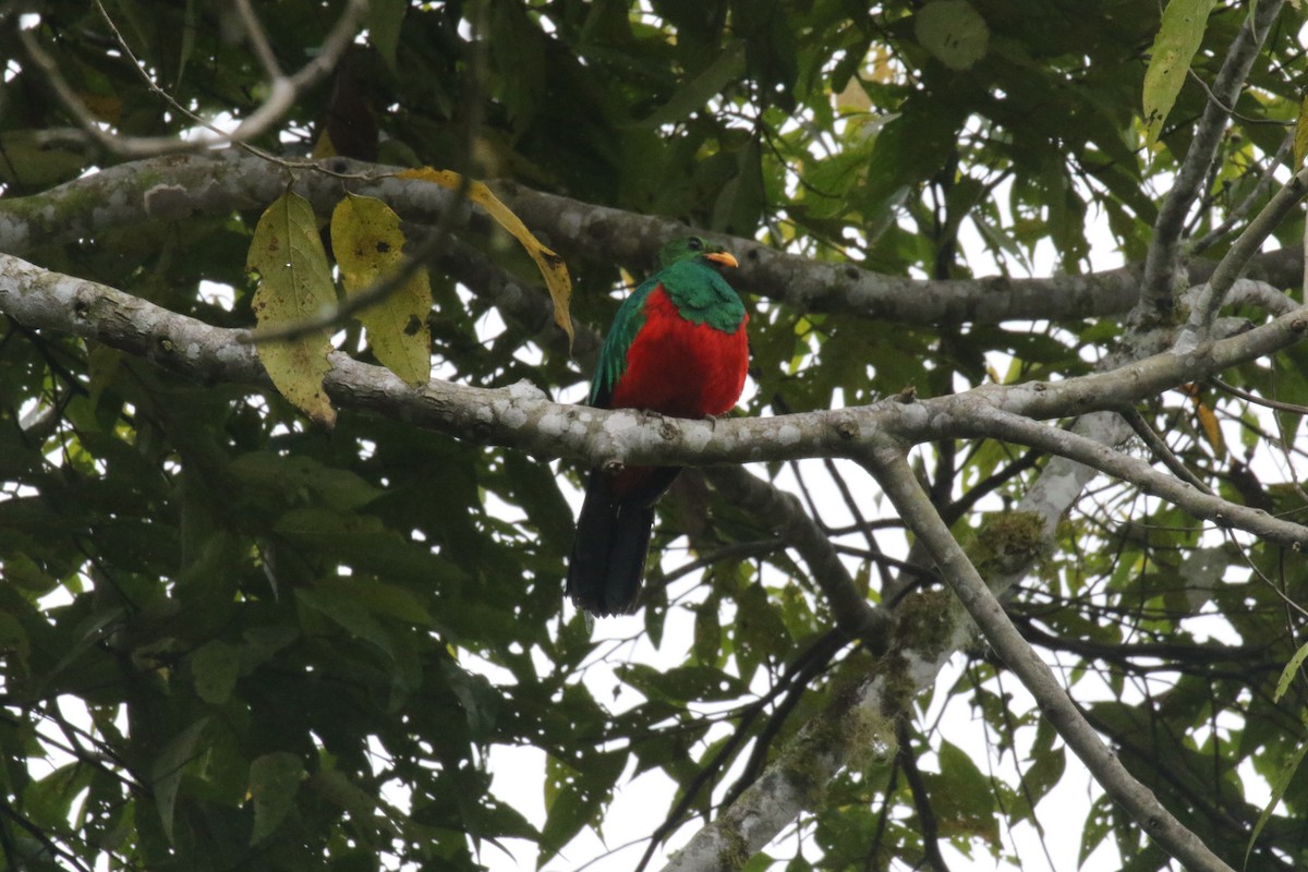 Golden-headed Quetzal - ML644818443