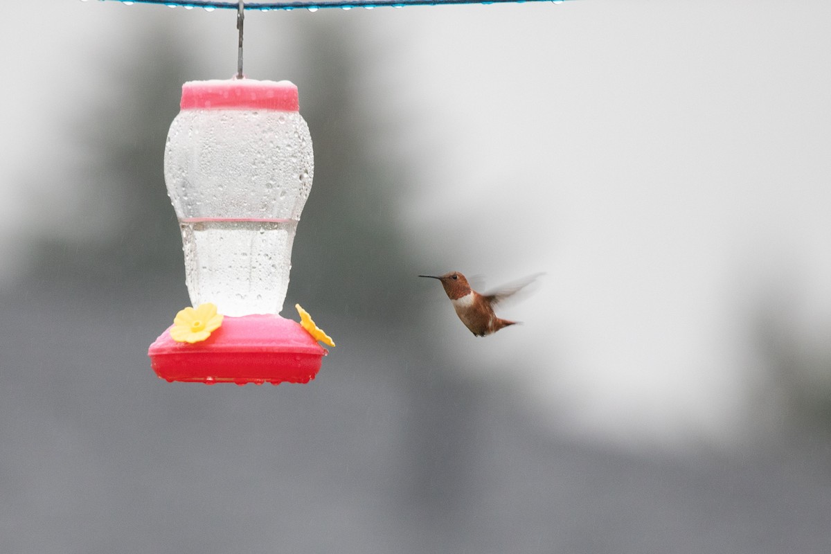 Rufous Hummingbird - ML644818453