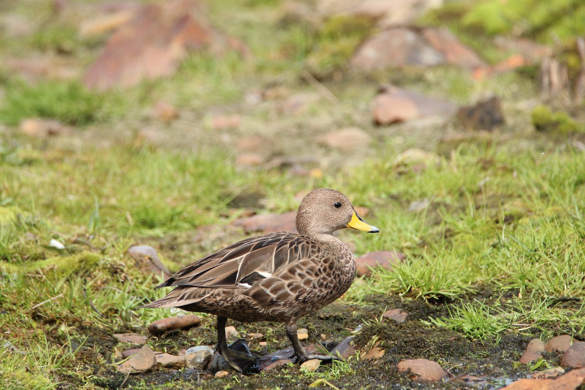 Шилохвіст жовтодзьобий (підвид georgica) - ML644818457