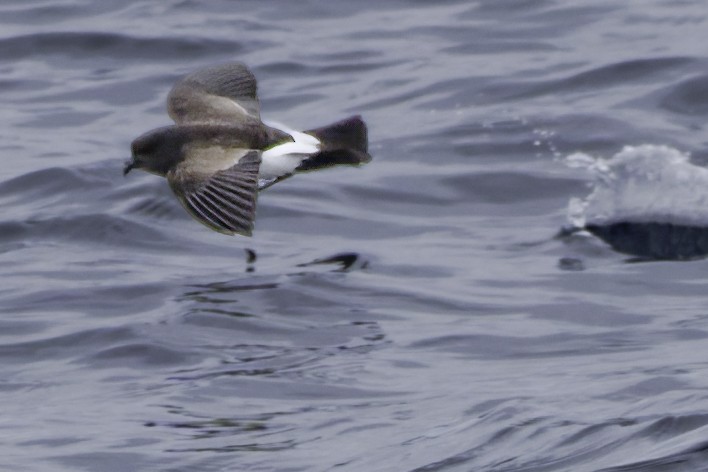 Black-bellied Storm-Petrel - ML644818461