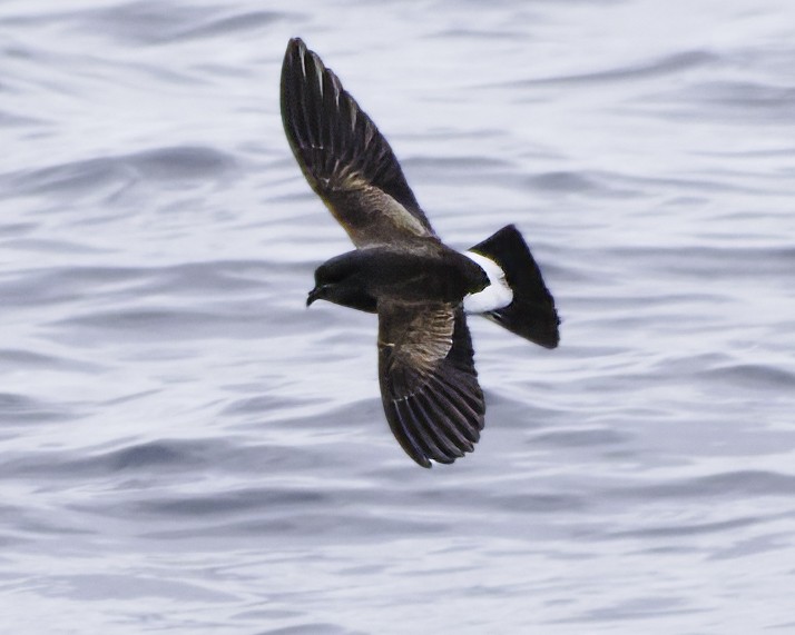 Black-bellied Storm-Petrel - ML644818462