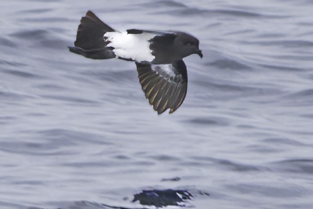 Black-bellied Storm-Petrel - ML644818463