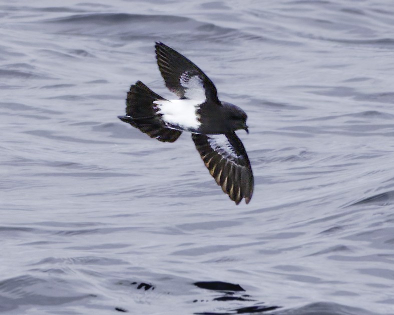 Black-bellied Storm-Petrel - ML644818464