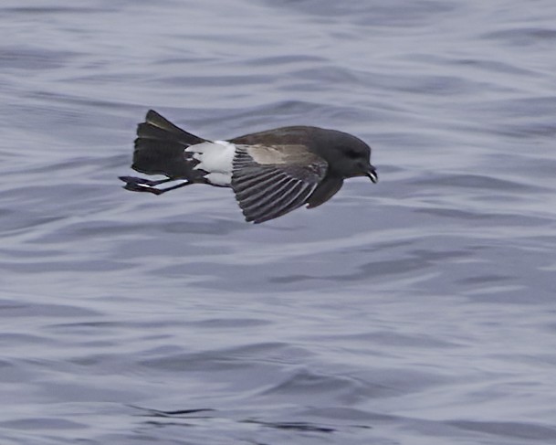 Black-bellied Storm-Petrel - ML644818466