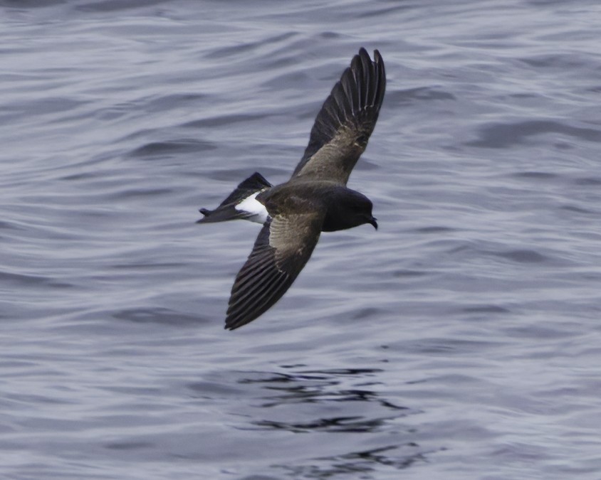 Black-bellied Storm-Petrel - ML644818467