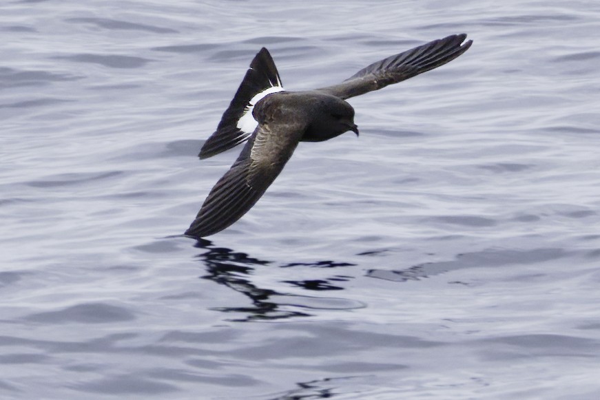 Black-bellied Storm-Petrel - ML644818469
