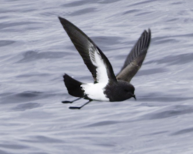 Black-bellied Storm-Petrel - ML644818470