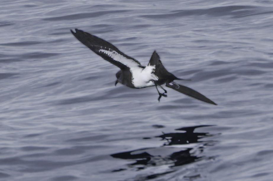 Black-bellied Storm-Petrel - ML644818471