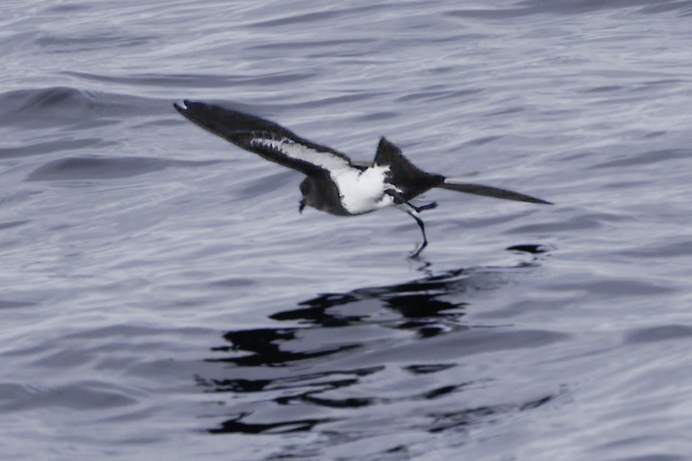 Black-bellied Storm-Petrel - ML644818472