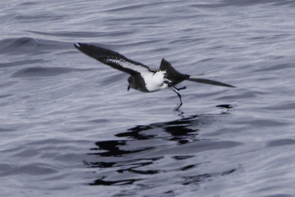 Black-bellied Storm-Petrel - ML644818473