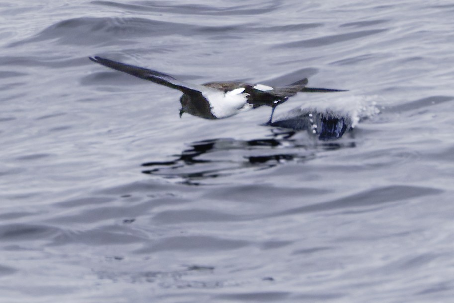 Black-bellied Storm-Petrel - ML644818474