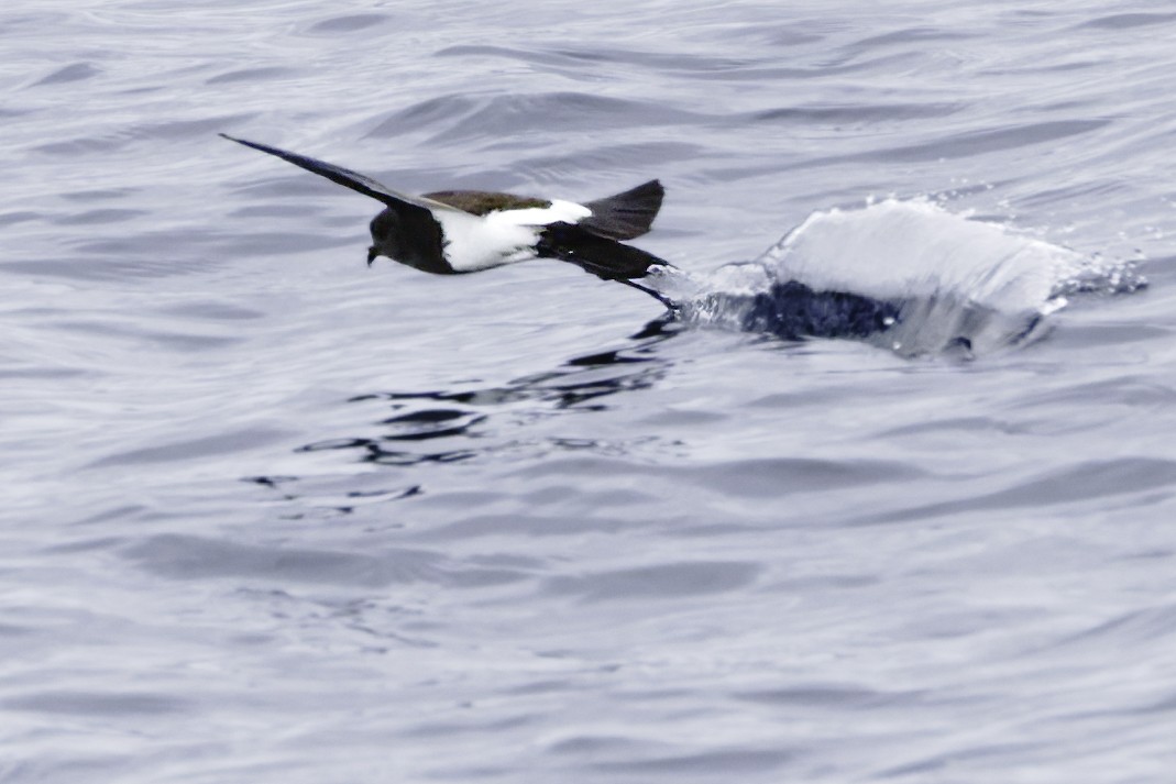 Black-bellied Storm-Petrel - ML644818475
