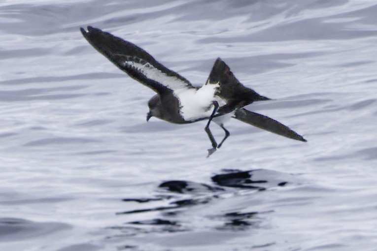 Black-bellied Storm-Petrel - ML644818476