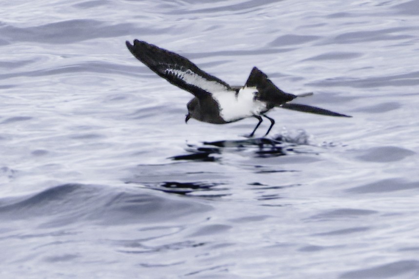 Black-bellied Storm-Petrel - ML644818477