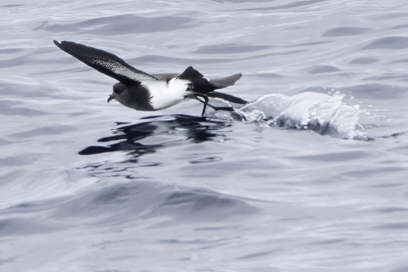 Black-bellied Storm-Petrel - ML644818478