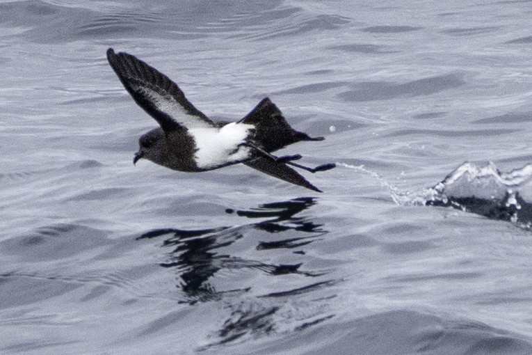 Black-bellied Storm-Petrel - ML644818479