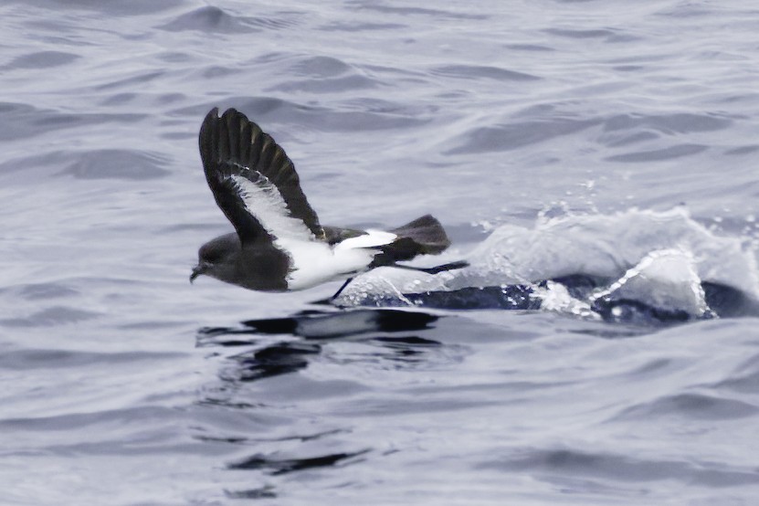Black-bellied Storm-Petrel - ML644818480