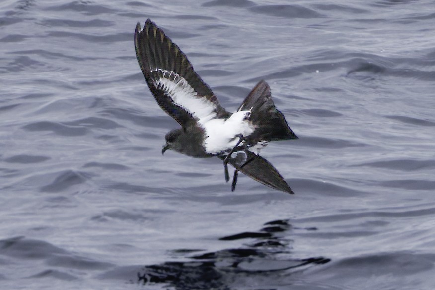 Black-bellied Storm-Petrel - ML644818481